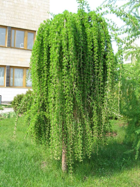 Лиственница на штамбе 25л