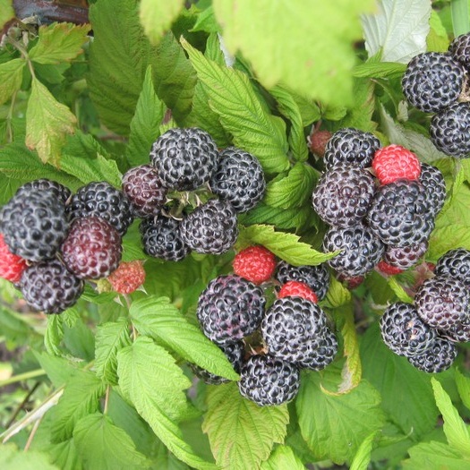 МАЛИНА  Кумберленд (Черная)