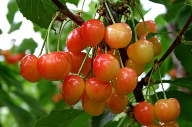 Черешня  Брянская Розовая