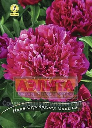 Пион Серебряная Мантия травянистый