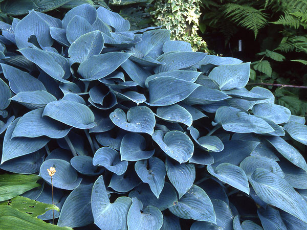 ХОСТА  Халцион гибридная