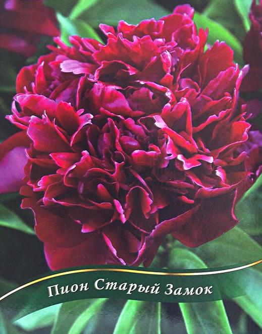 Пион Старый Замок травянистый
