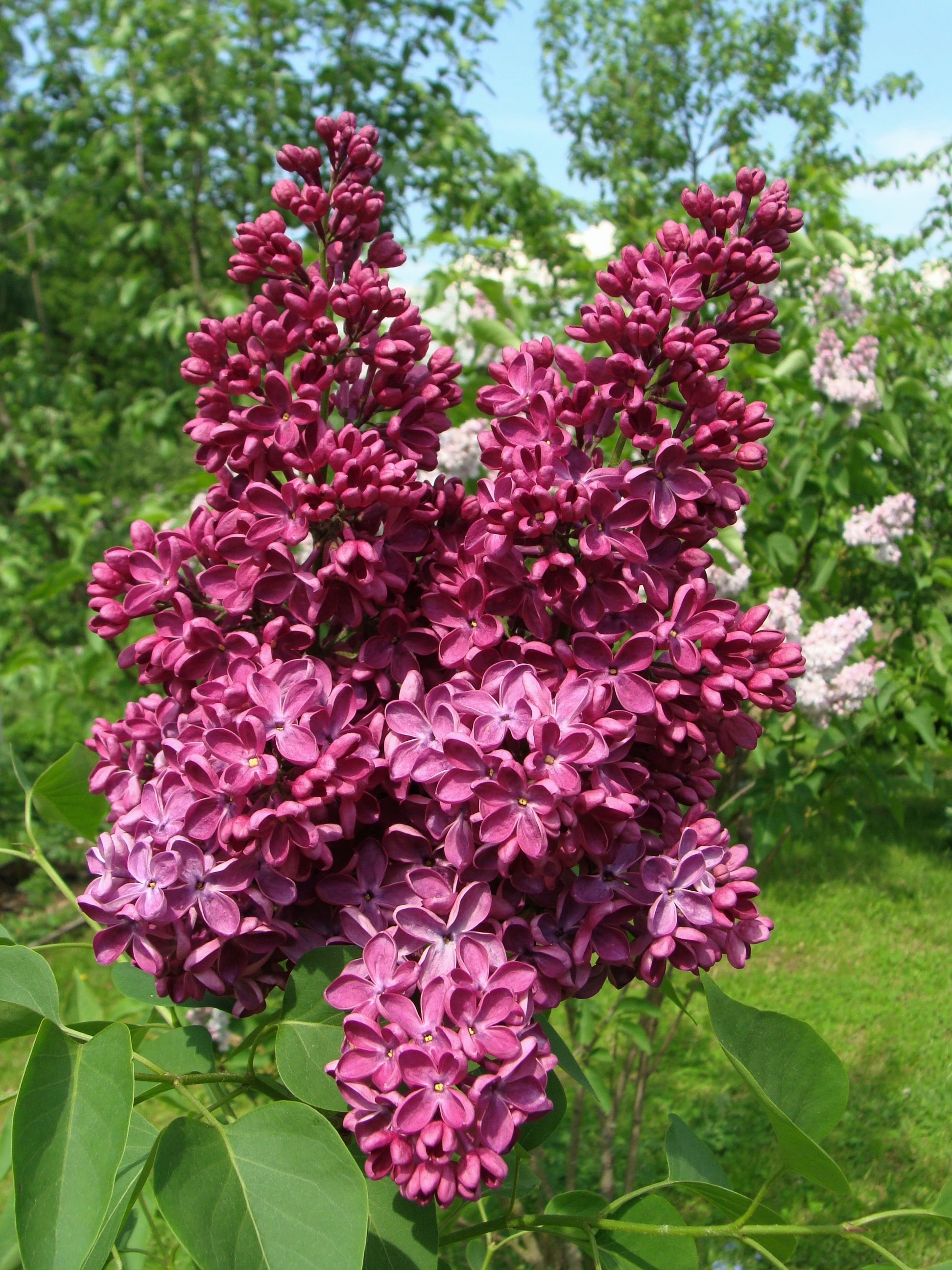 Сирень Знамя Ленина