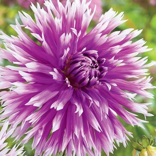 ГЕОРГИН  Тейбл Дэнсер